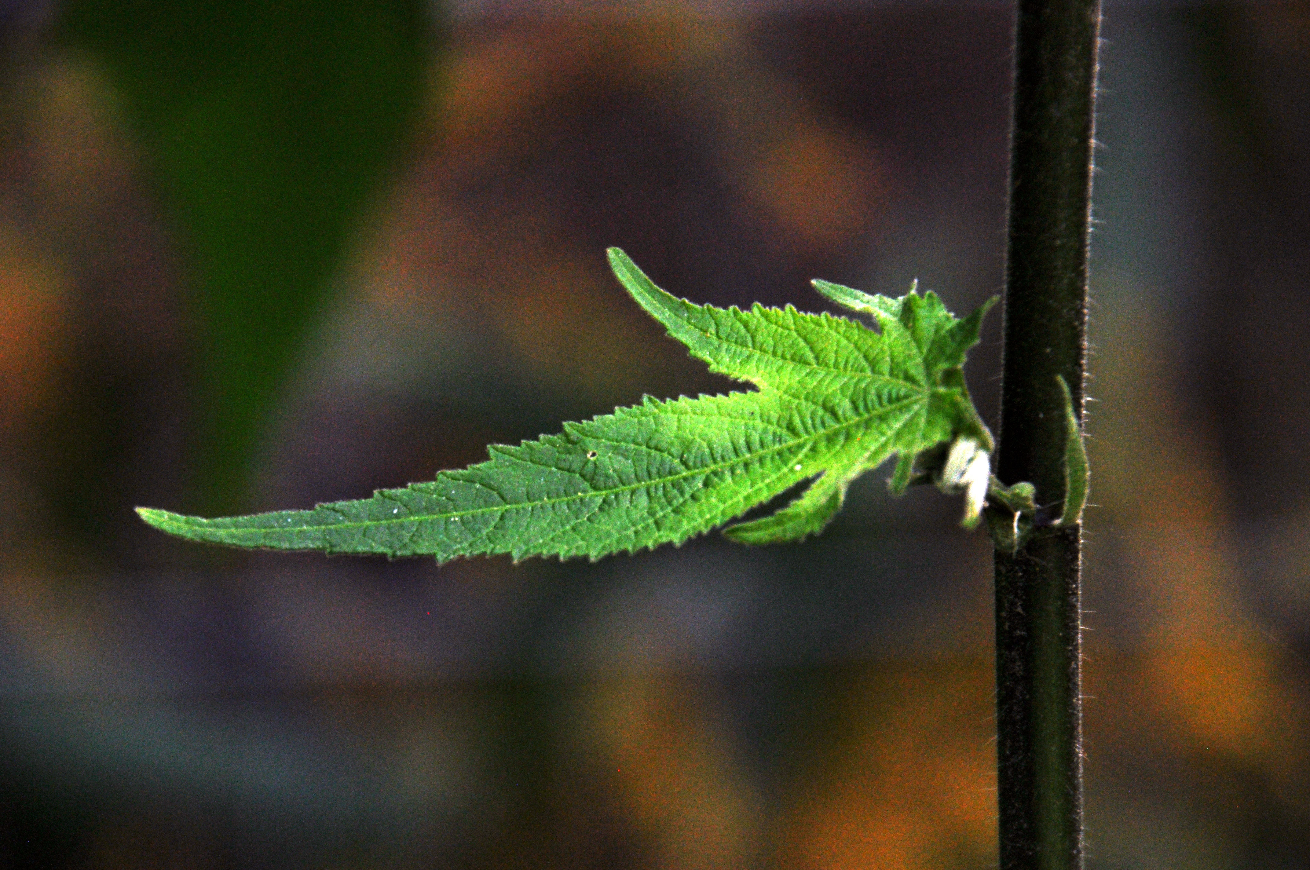 Foto por Alejandro Nuñez