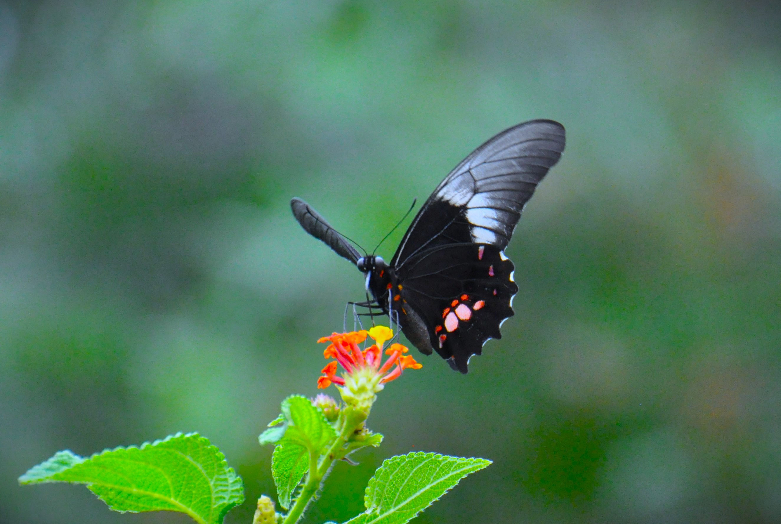 Foto por Alejandro Nuñez