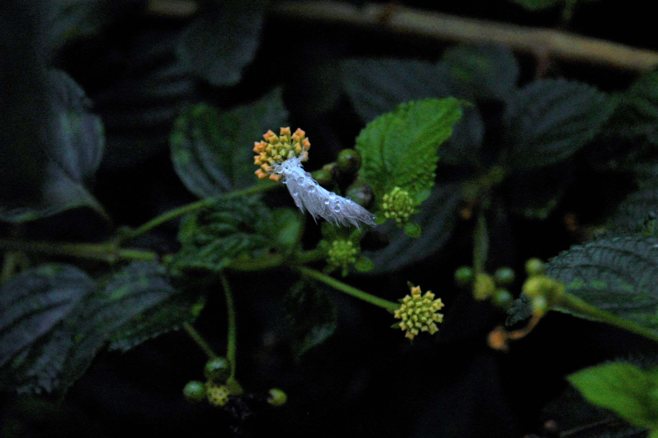 Foto por Alejandro Nuñez