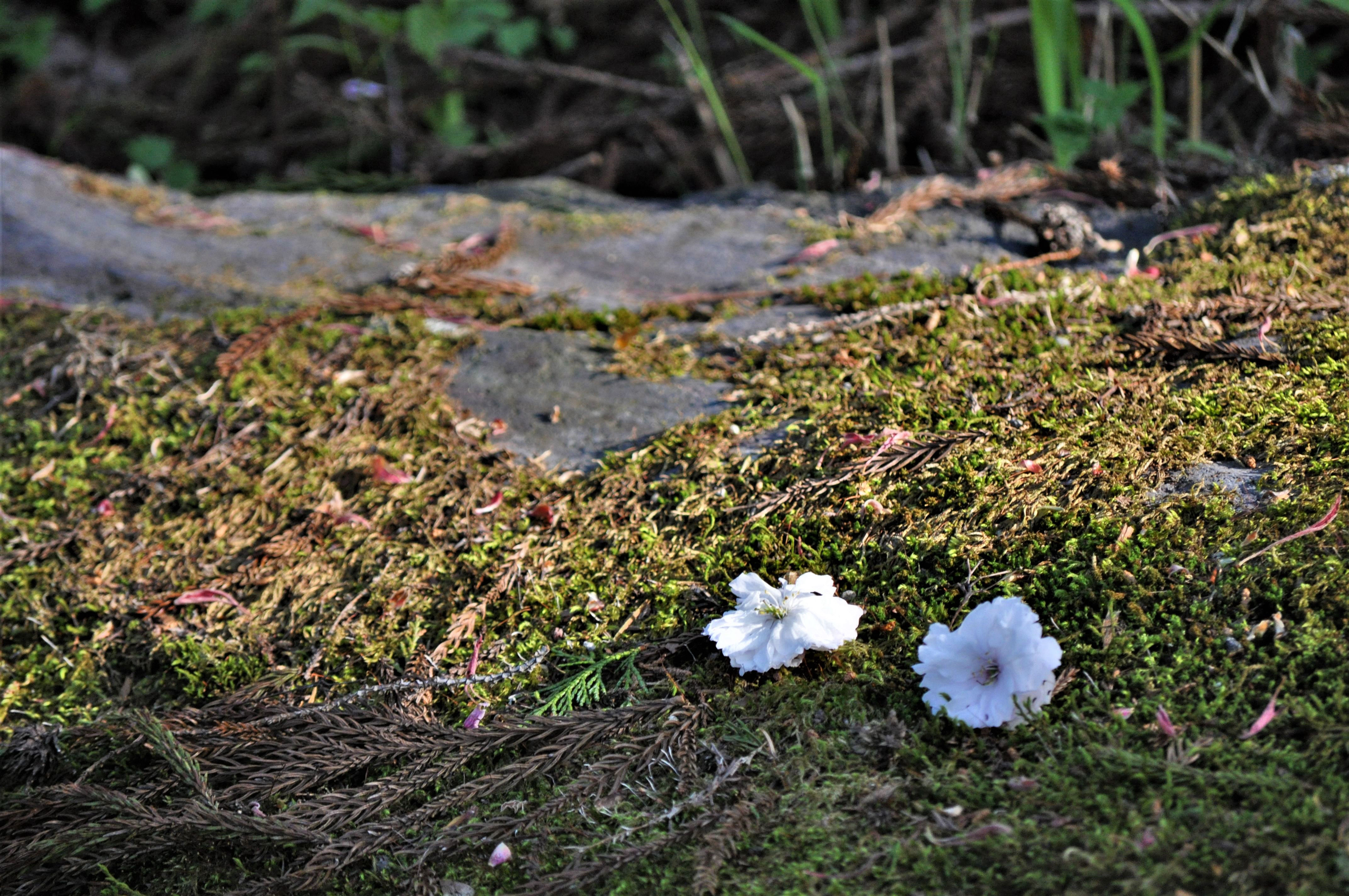 Foto por Alejandro Nuñez