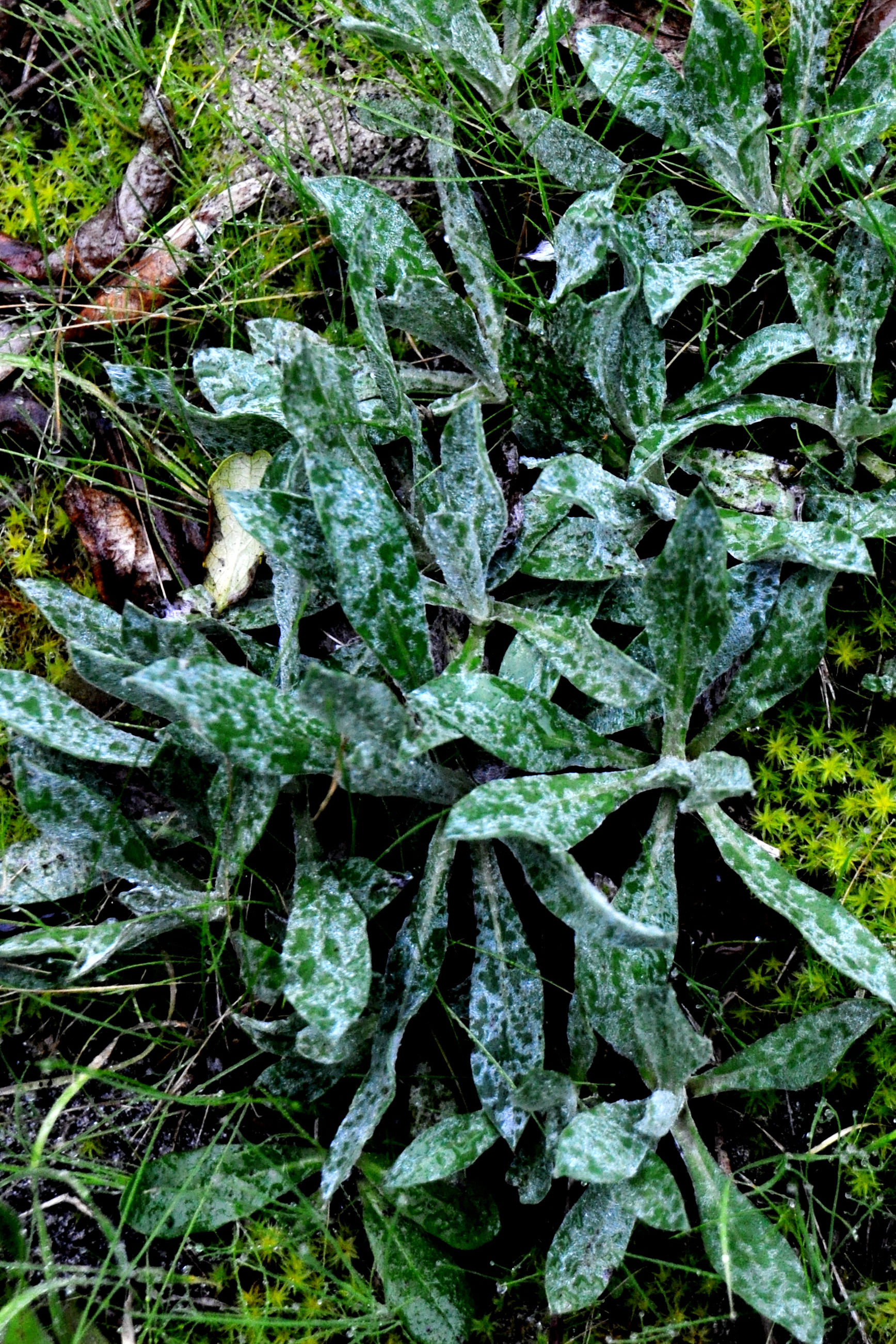 Foto por Alejandro Nuñez