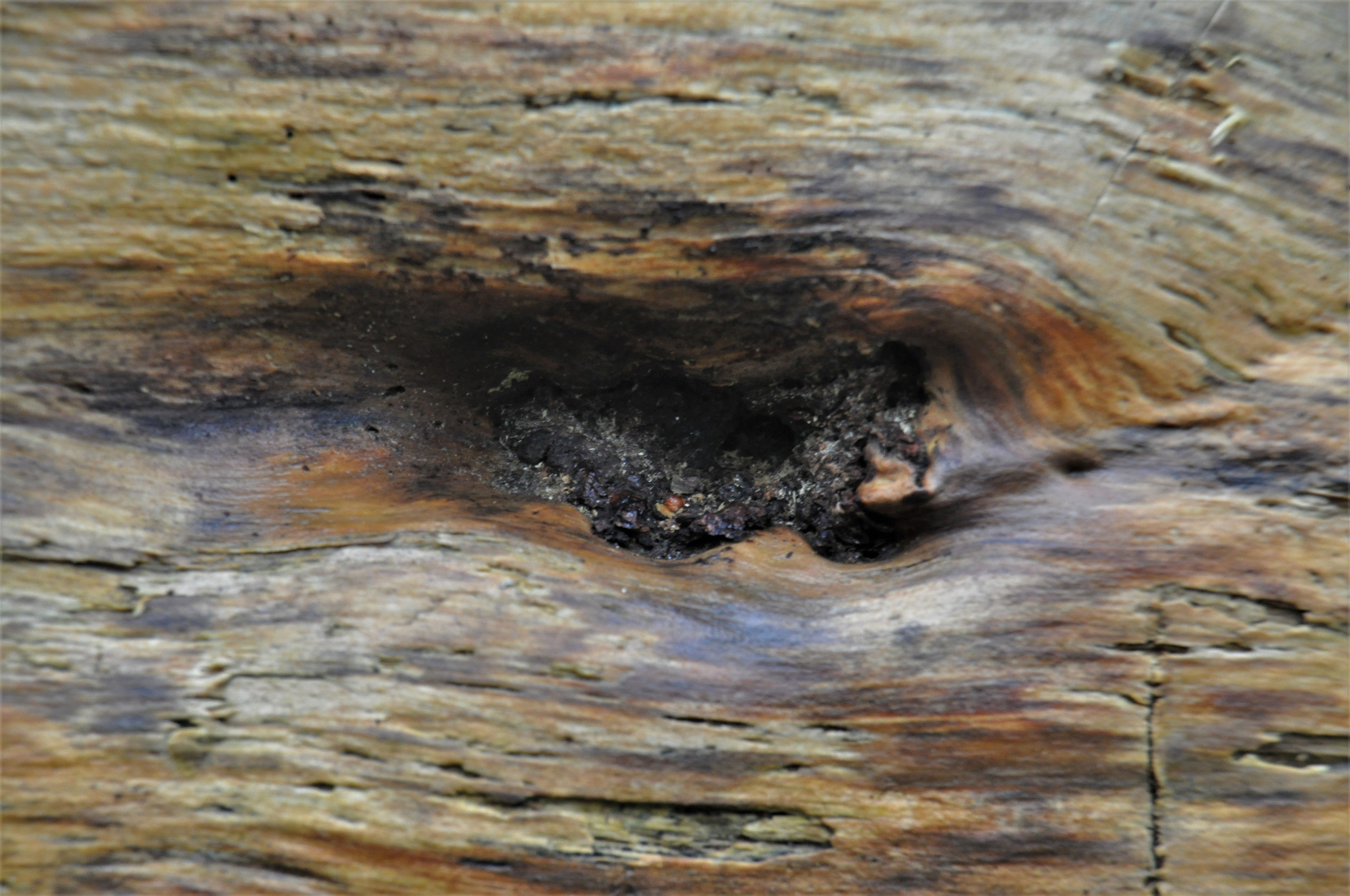 Foto por Alejandro Nuñez